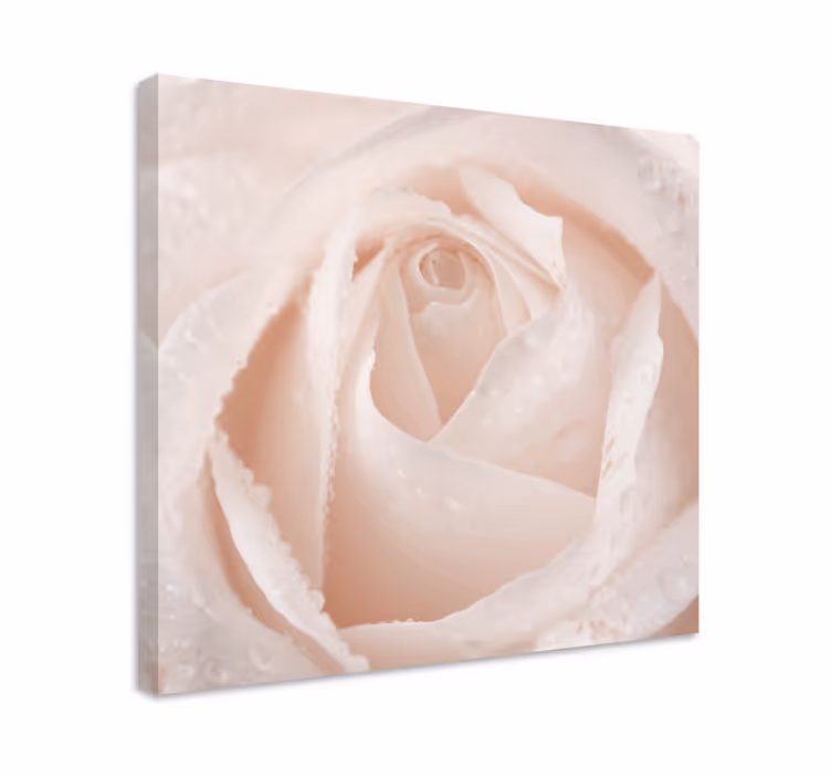 Leinwandbild elegante rosenblüte - TenStickers
