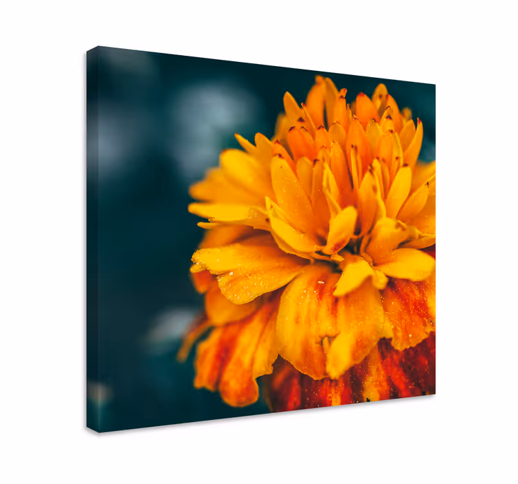 Leinwandbild blume leuchtende orangeblüte - TenStickers