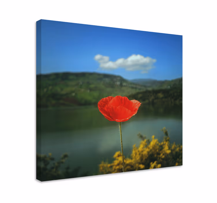 Leinwandbild Blume Rote mohnblumen mit dem himmel im Hintergrund - TenStickers