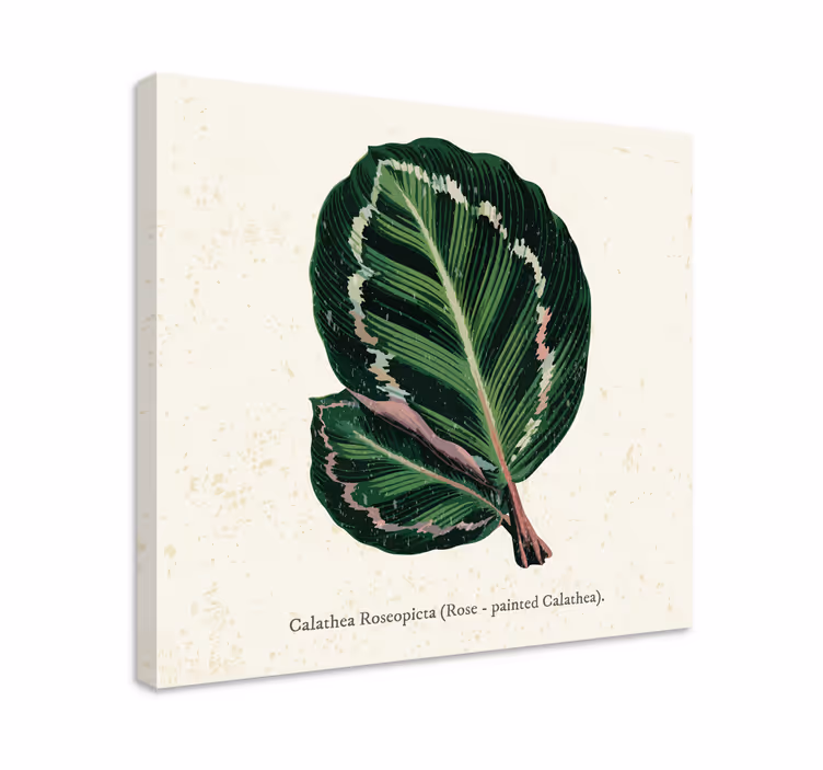 Leinwandbild Blume Grün-rote maranta-blätter - TenStickers