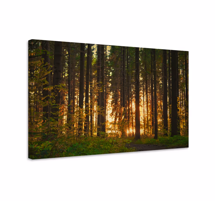 Wandbilder landschaft beleuchteter waldlandschaft - TenStickers