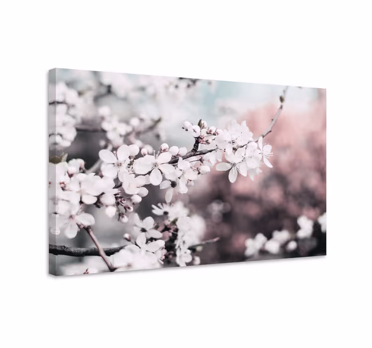 Leinwandbild Blume Weibliche weiße kirschblüten - TenStickers