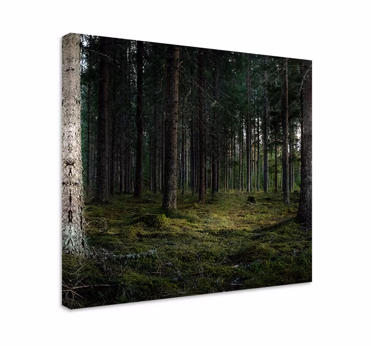 Wandbild baum in ruhigen waldtiefen - TenStickers