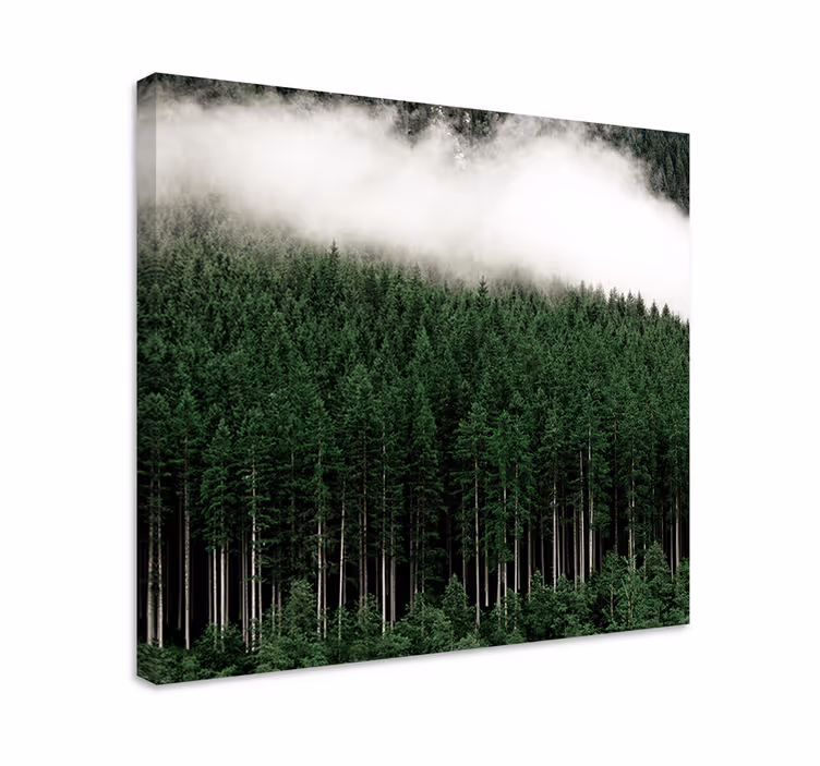Wandbild baum nebeliger immergrüner wald - TenStickers