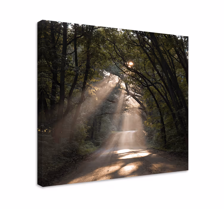 Wandbild Baum "natur" feldweg im wald - TenStickers