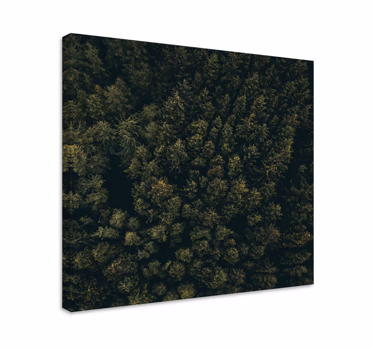 Wandbild baum üppiges wald-dach - TenStickers