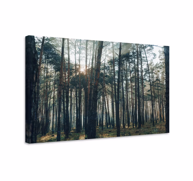 Wandbild baum majestätisches waldlicht - TenStickers