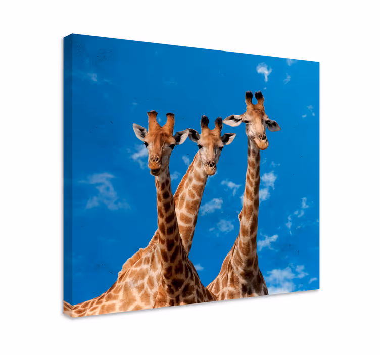 Wandbild Tier giraffentrio-porträt - TenStickers