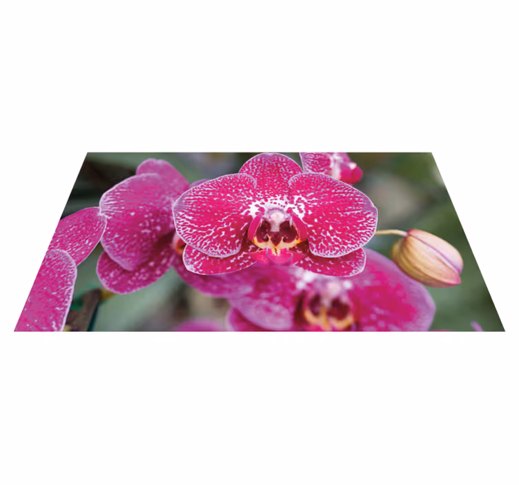 Vinyl Teppich Blumen leuchtende orchideenblüten - TenStickers