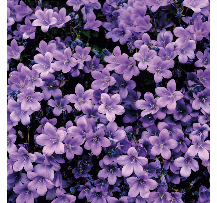 Blumentapete mit vagen lila blumen - TenStickers
