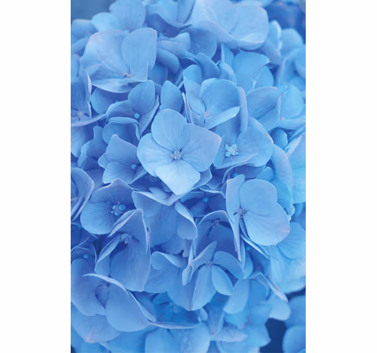 Blumentapete mit hortensienblüten - TenStickers