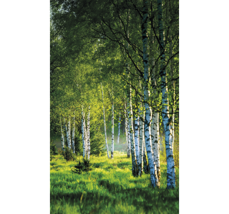 Rollo fenster baum birkenhain modern - TenStickers