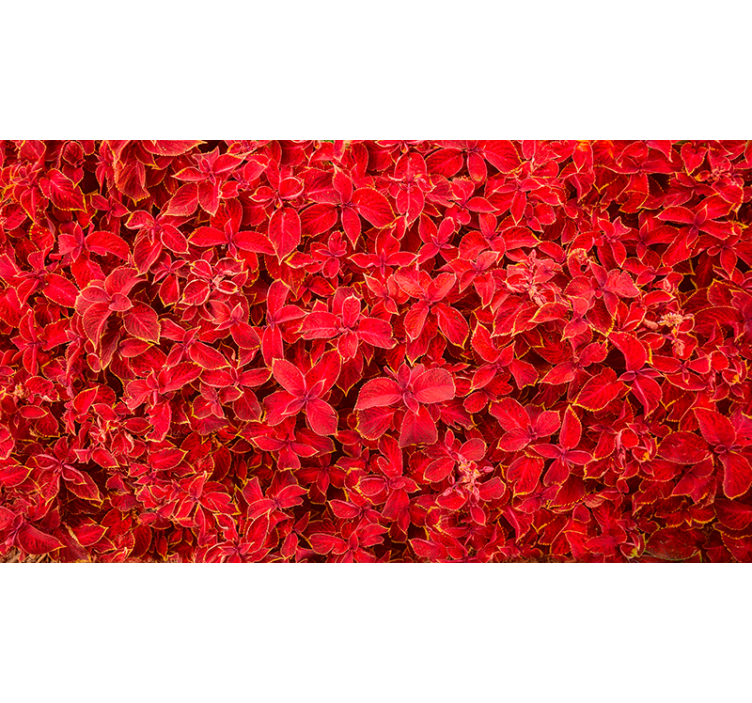 Rollo fenster rot mit blütenblattmuster - TenStickers