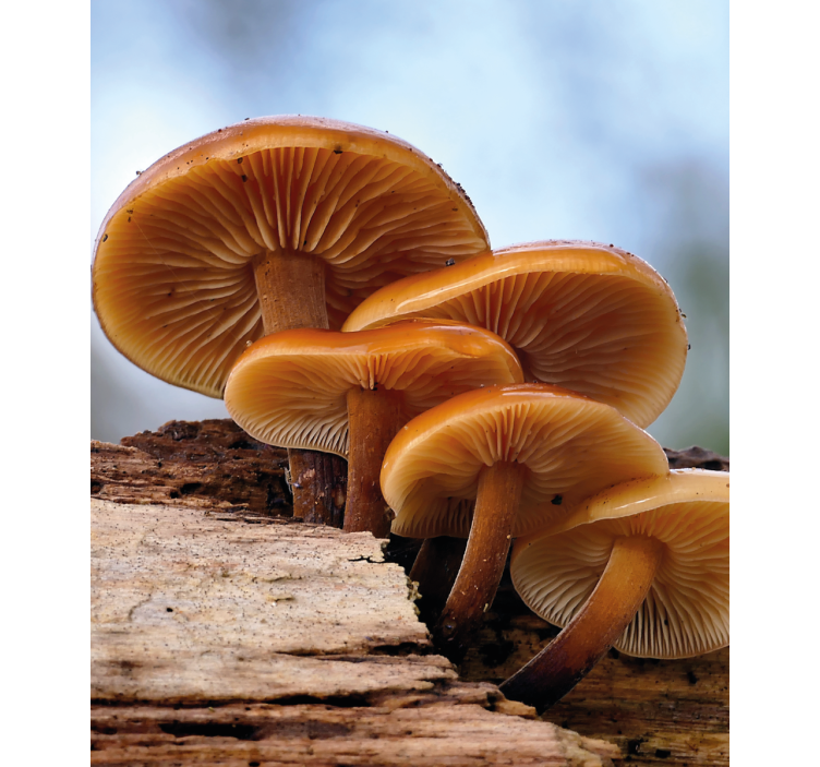 Rollo Fenster Blumen und Pflanzen pilzwachstum - TenStickers