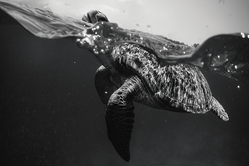 Tischset textur schildkröte unterwasserszene - TenStickers