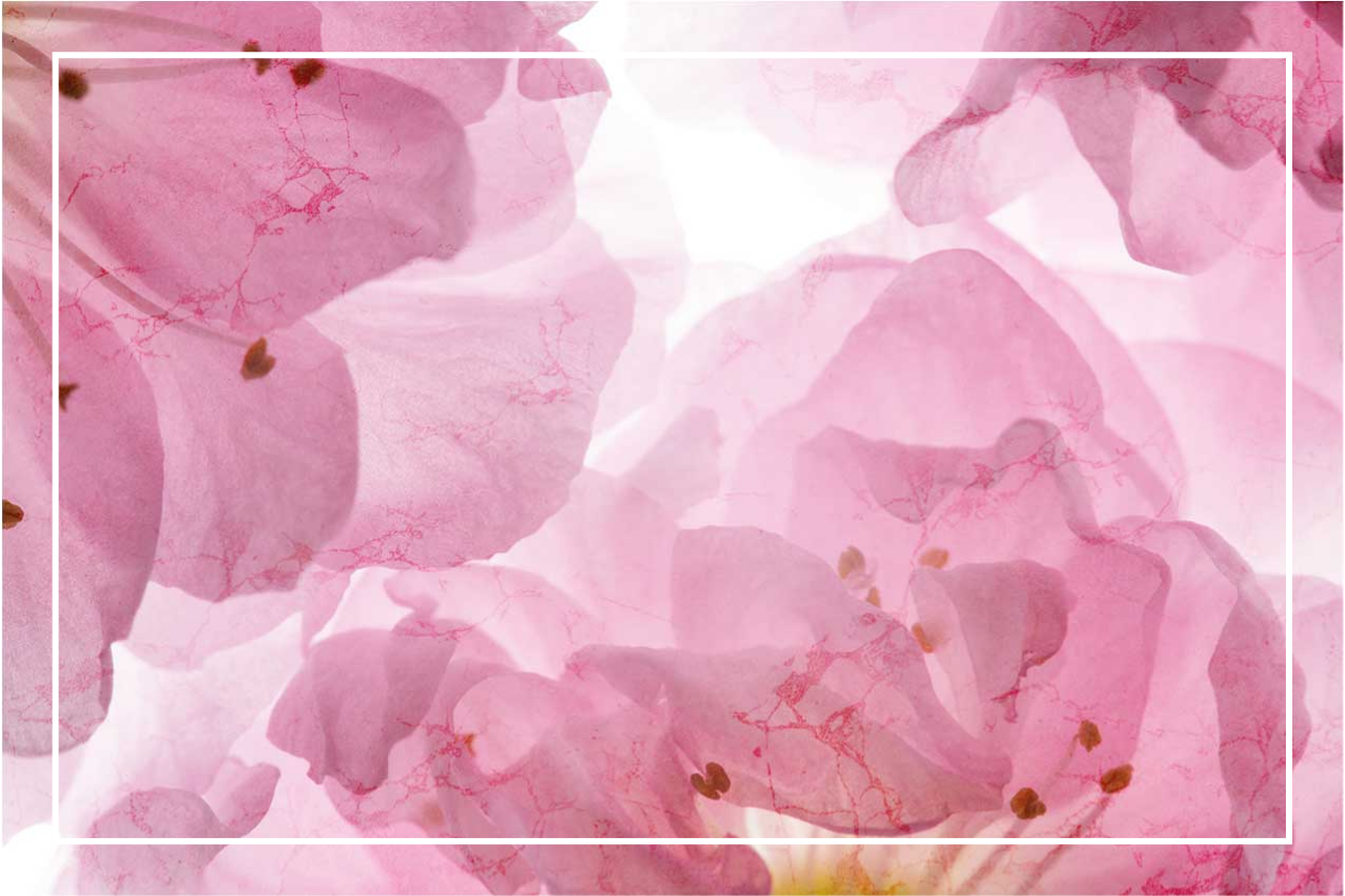 Tischset elegant mit sanftem blumenmuster - TenStickers