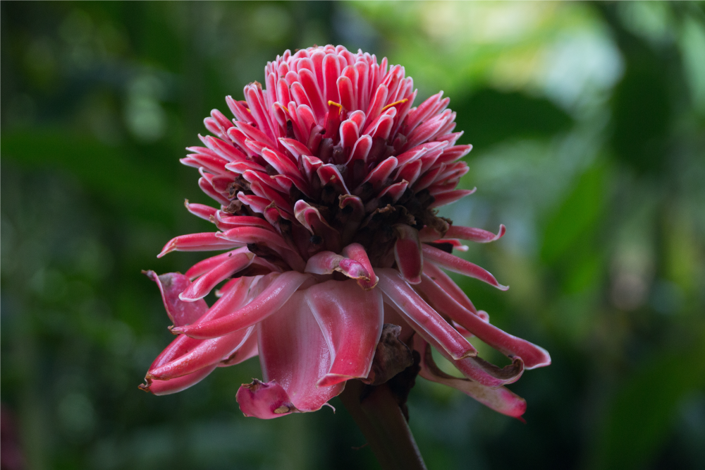 Tischsets originell tropisches blumenarrangement - TenStickers