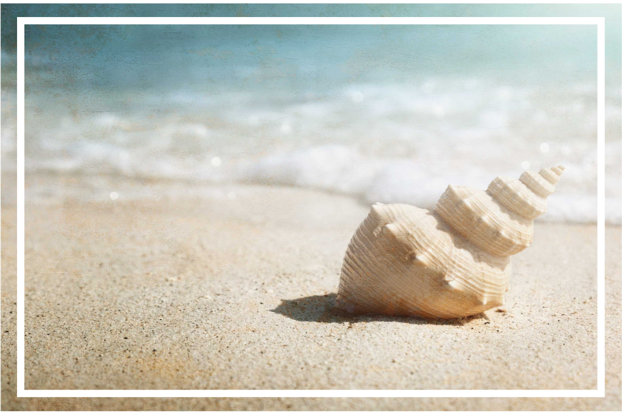 Tischsets originell elegantes muscheldisplay - TenStickers