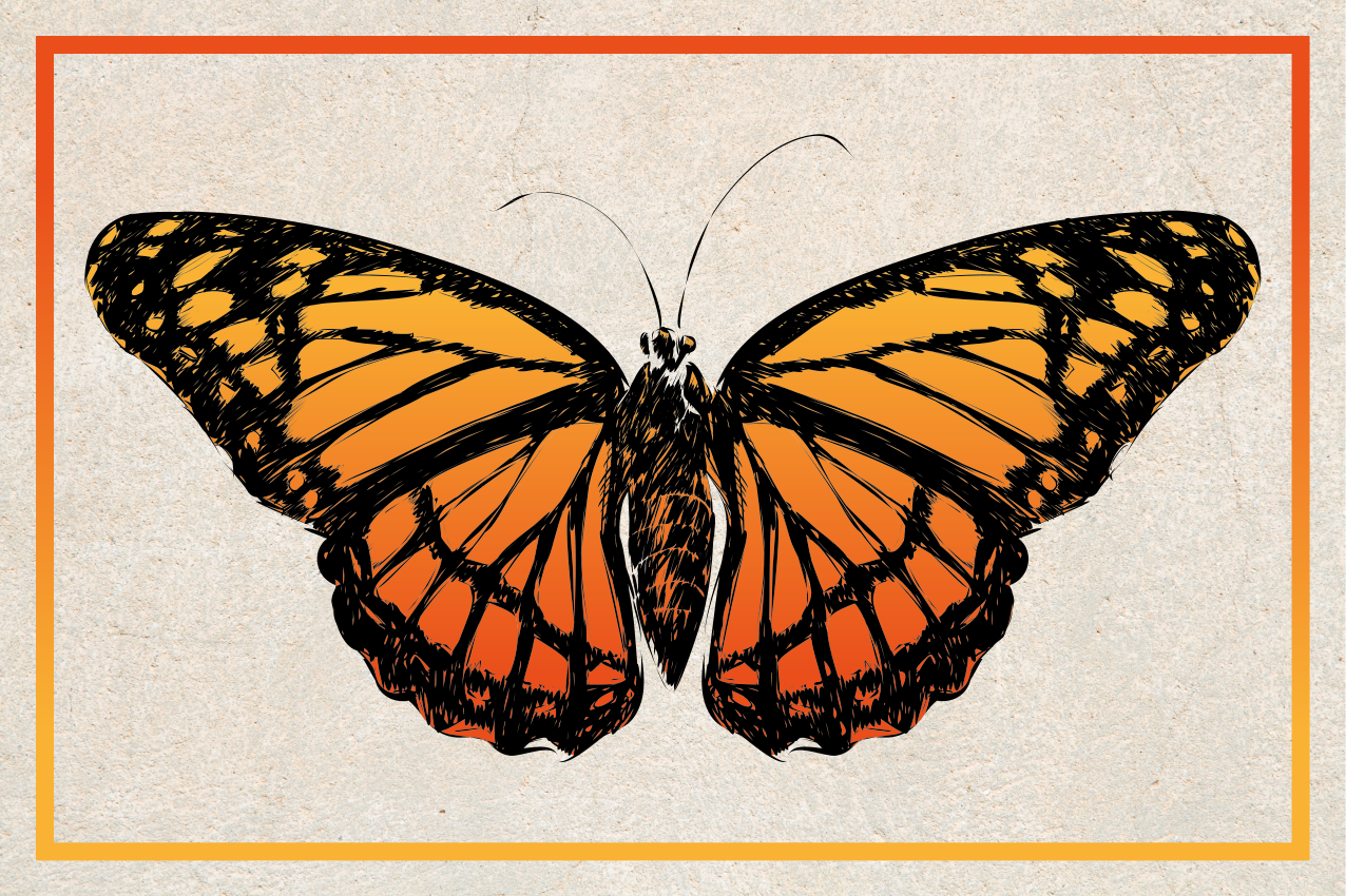 Tischsets originell mit orangefarbenem monarchfalter - TenStickers