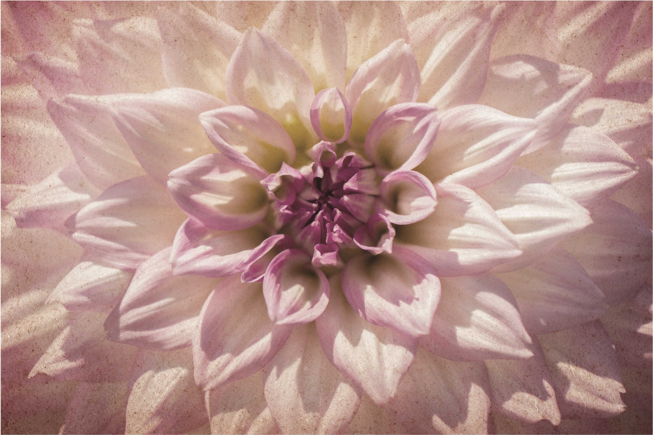 Tischsets originell zarte blumenarrangements - TenStickers