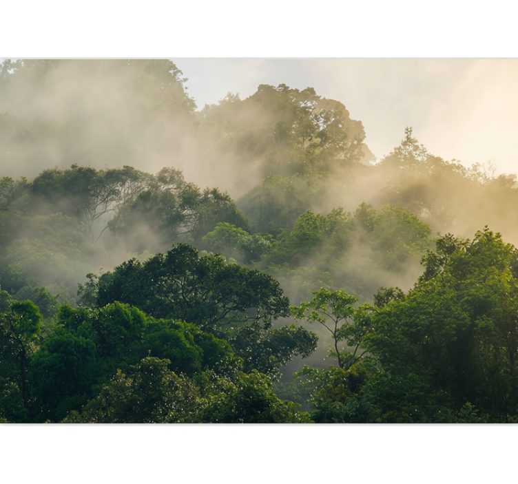 Fototapete wald üppiges dschungeldach - TenStickers