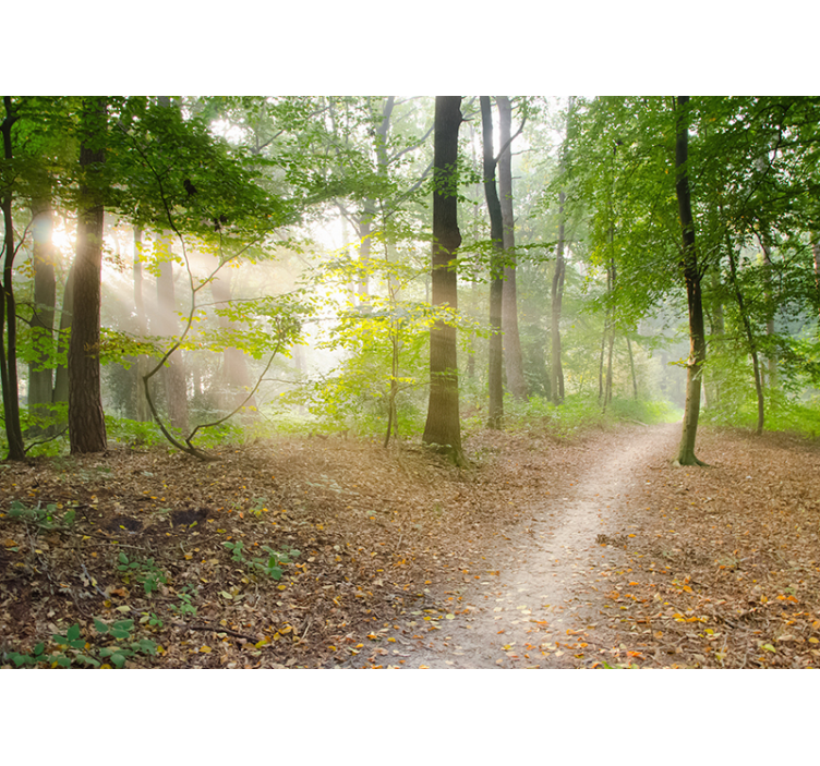 Fototapete Landschaft wald weg ruhe - TenStickers