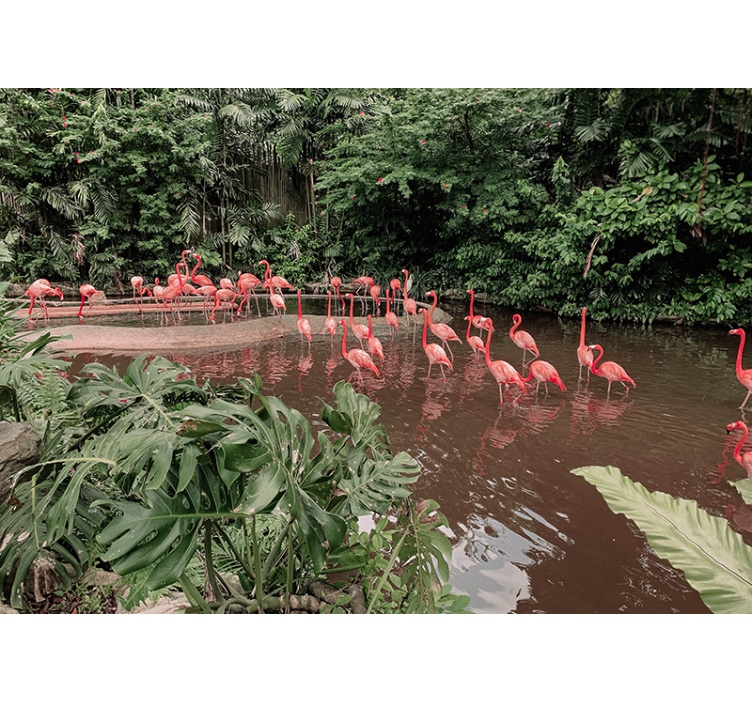 Fototapete Tiere flamingos am wasser - TenStickers