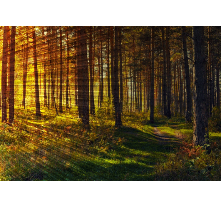 Fototapete Natur goldener waldweg - TenStickers