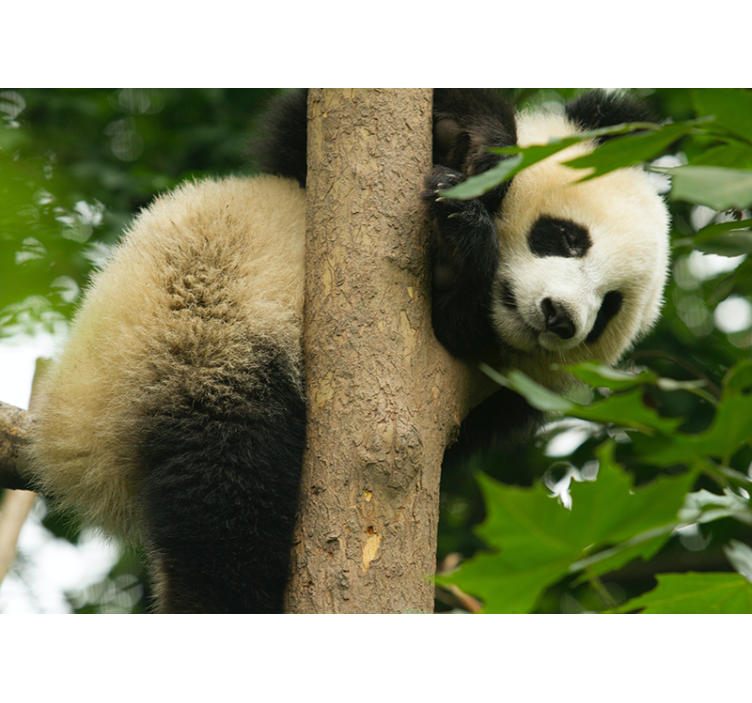 Fototapete Tiere panda klettert auf einen baum - TenStickers
