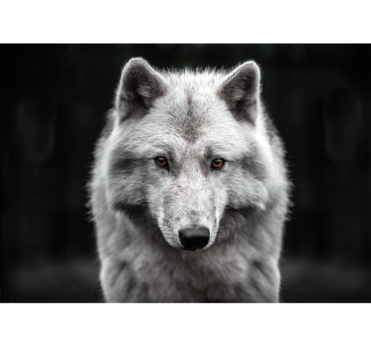 Fototapete Tiere Weißer wolf - TenStickers