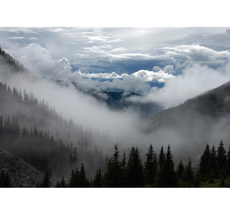 Fototapete Wald Weiter waldblick - TenStickers