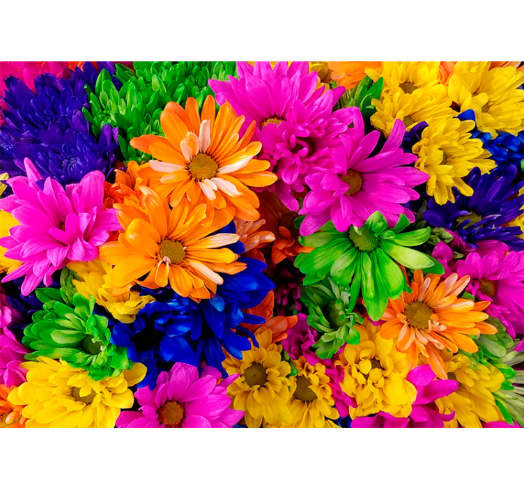 Fototapete Andere Blumen Bunte chrysantheme - TenStickers