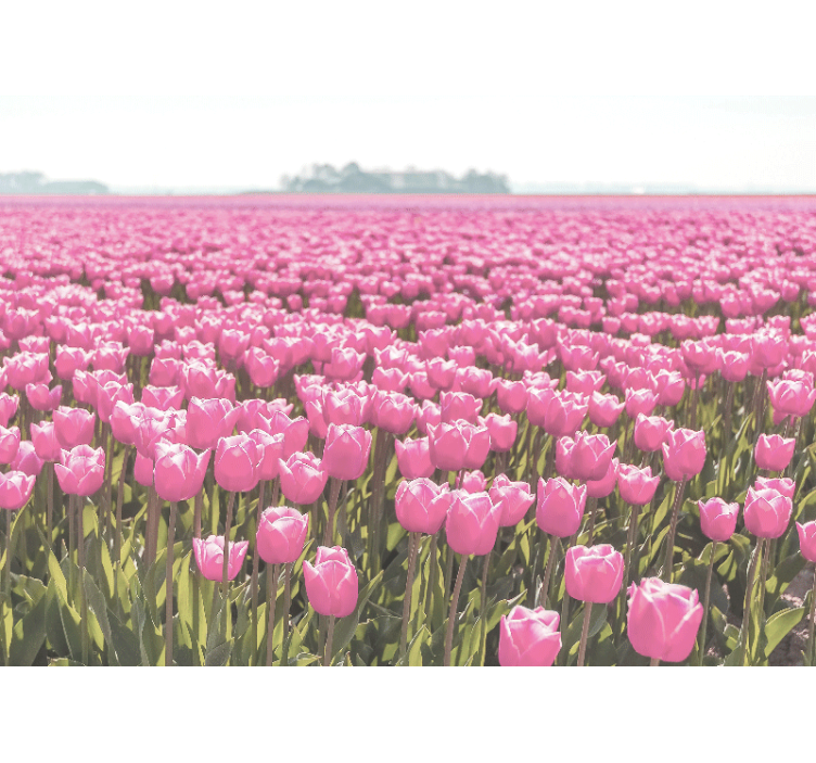 Fototapete mohnblumen rosa tulpenfelder - TenStickers