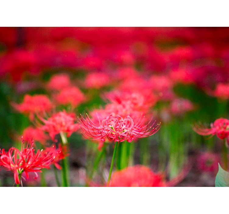 Fototapete mohnblumen lebendige karmesinblüten - TenStickers