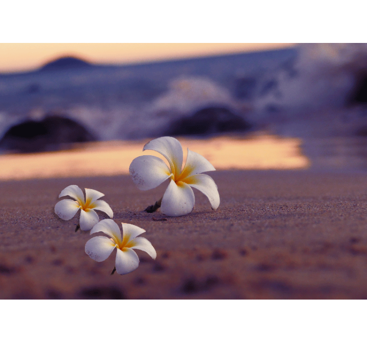 Fototapete mohnblumen tropisches blumen trio - TenStickers