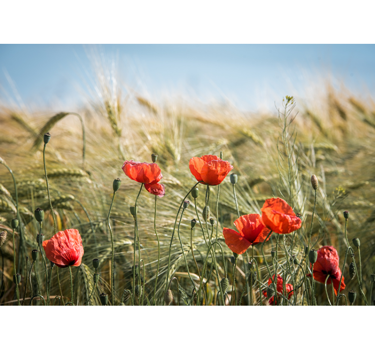Fototapete Natur Mohn im sommerweizen - TenStickers