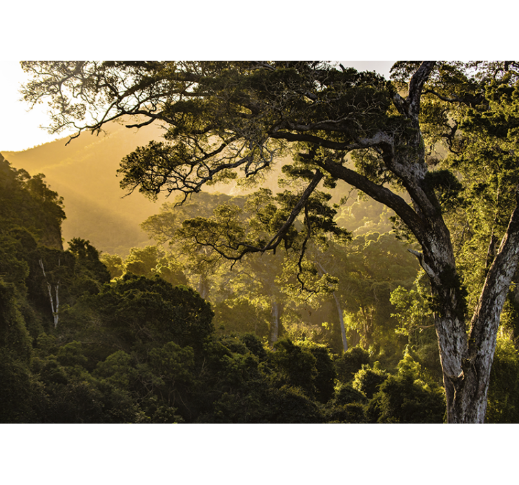 Fototapete natur grünes waldpanorama - TenStickers