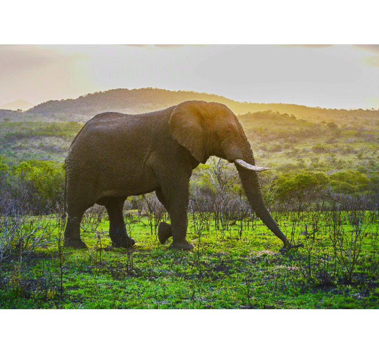 Fototapete Wohnzimmer Elefant im wald - TenStickers