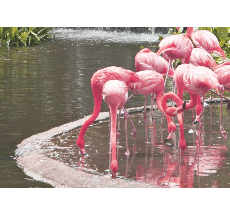 Fototapete tiere flamingo zusammenbau - TenStickers