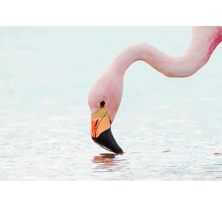 Fototapete tiere flamingo wasserreflexion - TenStickers