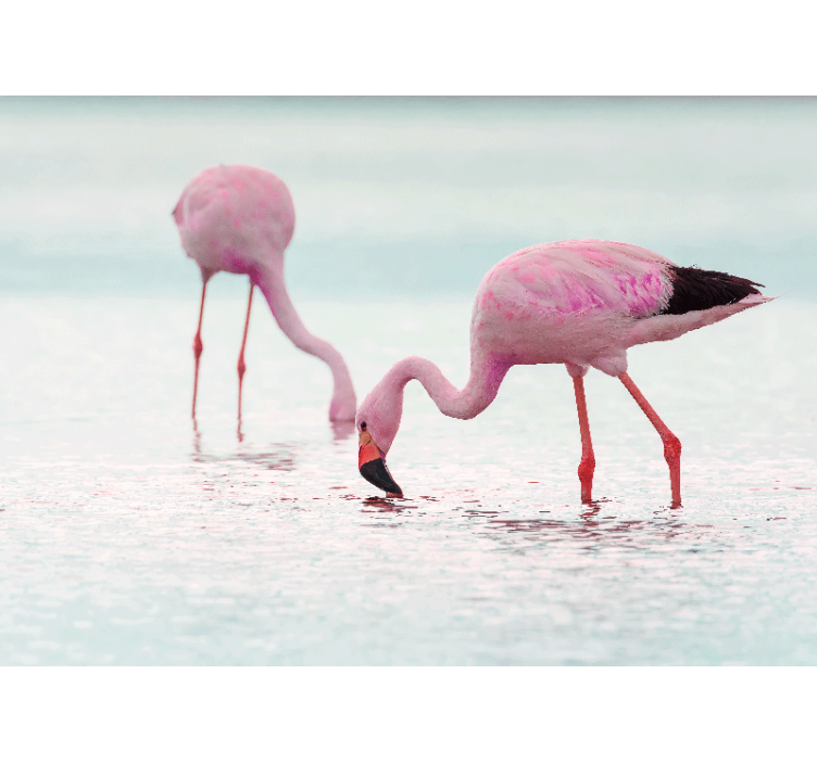 Fototapete tiere flamingos beim füttern - TenStickers