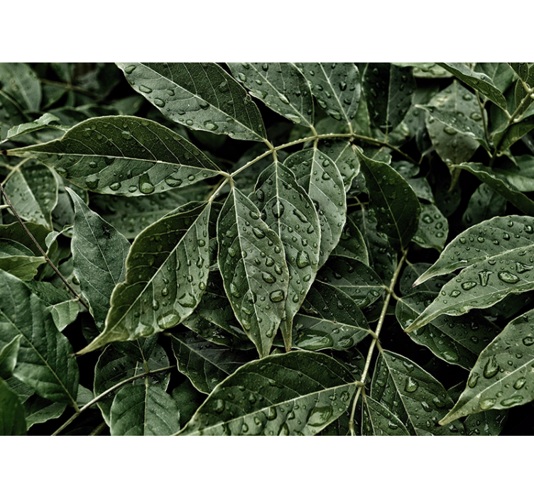 Fototapete natur lebendige blattoberfläche - TenStickers