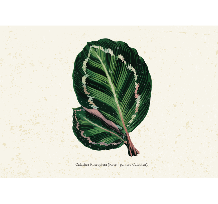 Fototapete blumen calathea blatt darstellung - TenStickers