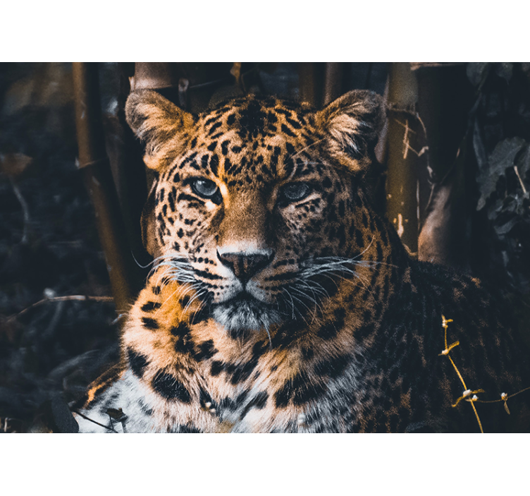 Fototapete afrikanisch Atemberaubende wild lebende leoparden - TenStickers