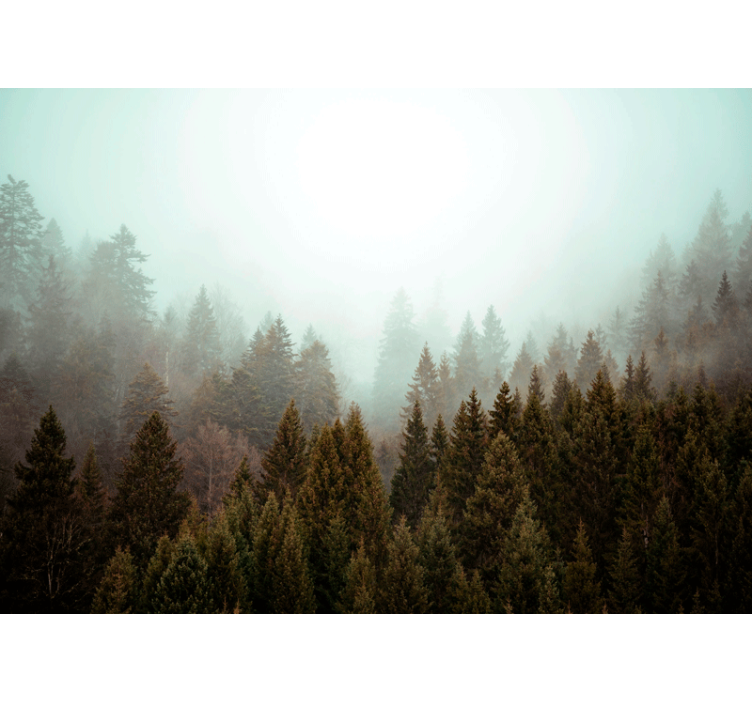 Fototapete Natur Nadelbäume wald und nebel - TenStickers