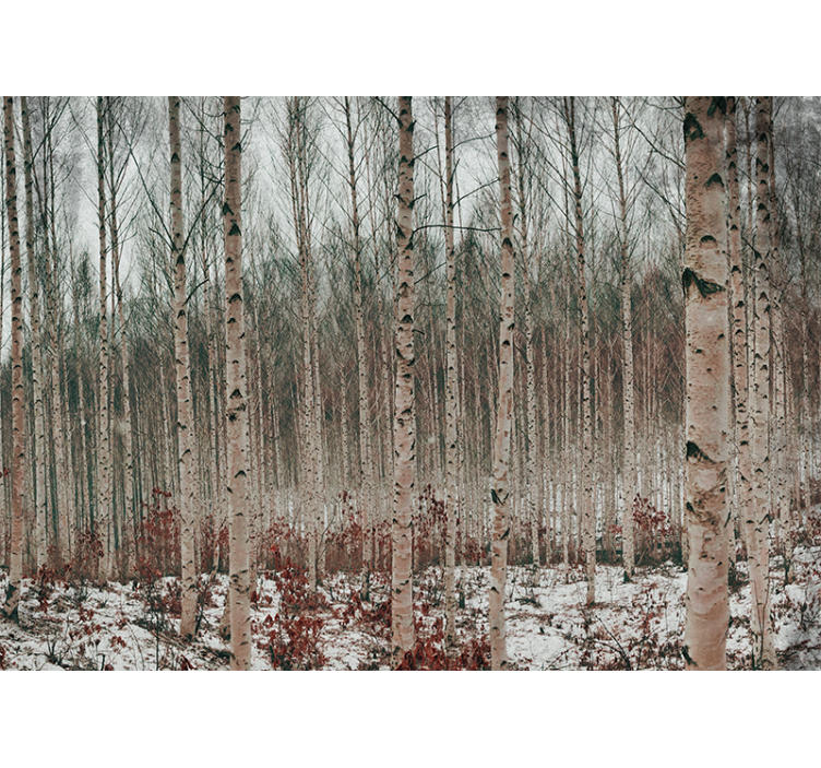 Fototapete wald mit birkenlandschaft - TenStickers