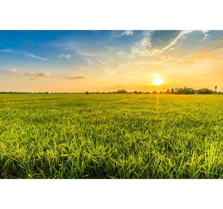 Fototapete Natur Ästhetische fotografie von rasenflächen - TenStickers