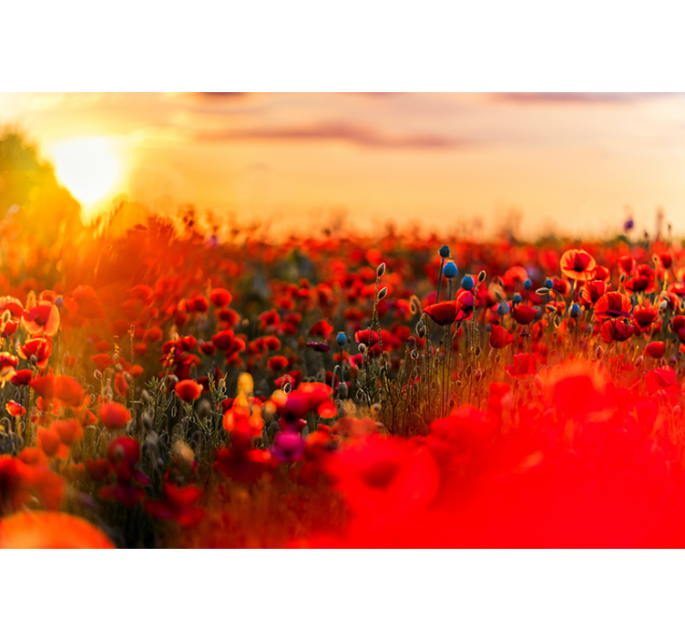 Fototapete Mohnblumen frühlingsfeld im sonnenuntergang - TenStickers
