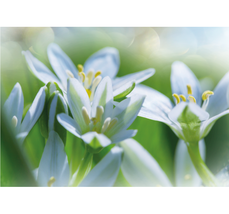 Fototapete blumen sanfte weiße blüten - TenStickers