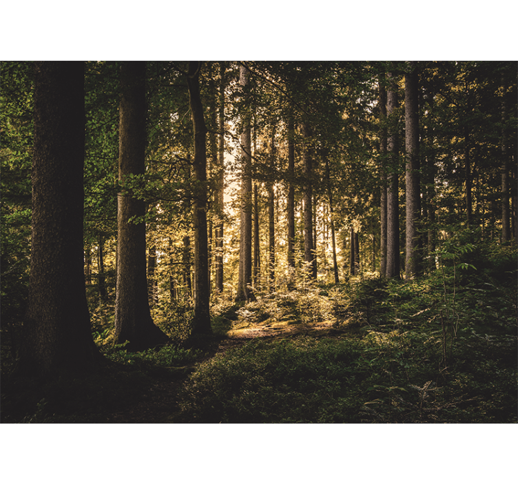 Fototapete wald heller waldweg - TenStickers